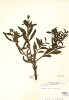 藏品(珊瑚櫻(玉珊瑚))的圖片